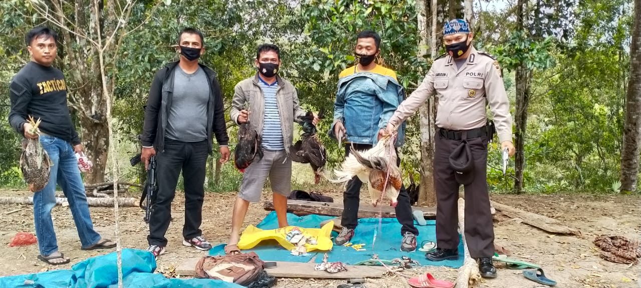 Geger di Passimbungang, Judi Sabung Ayam Digerebek Polisi