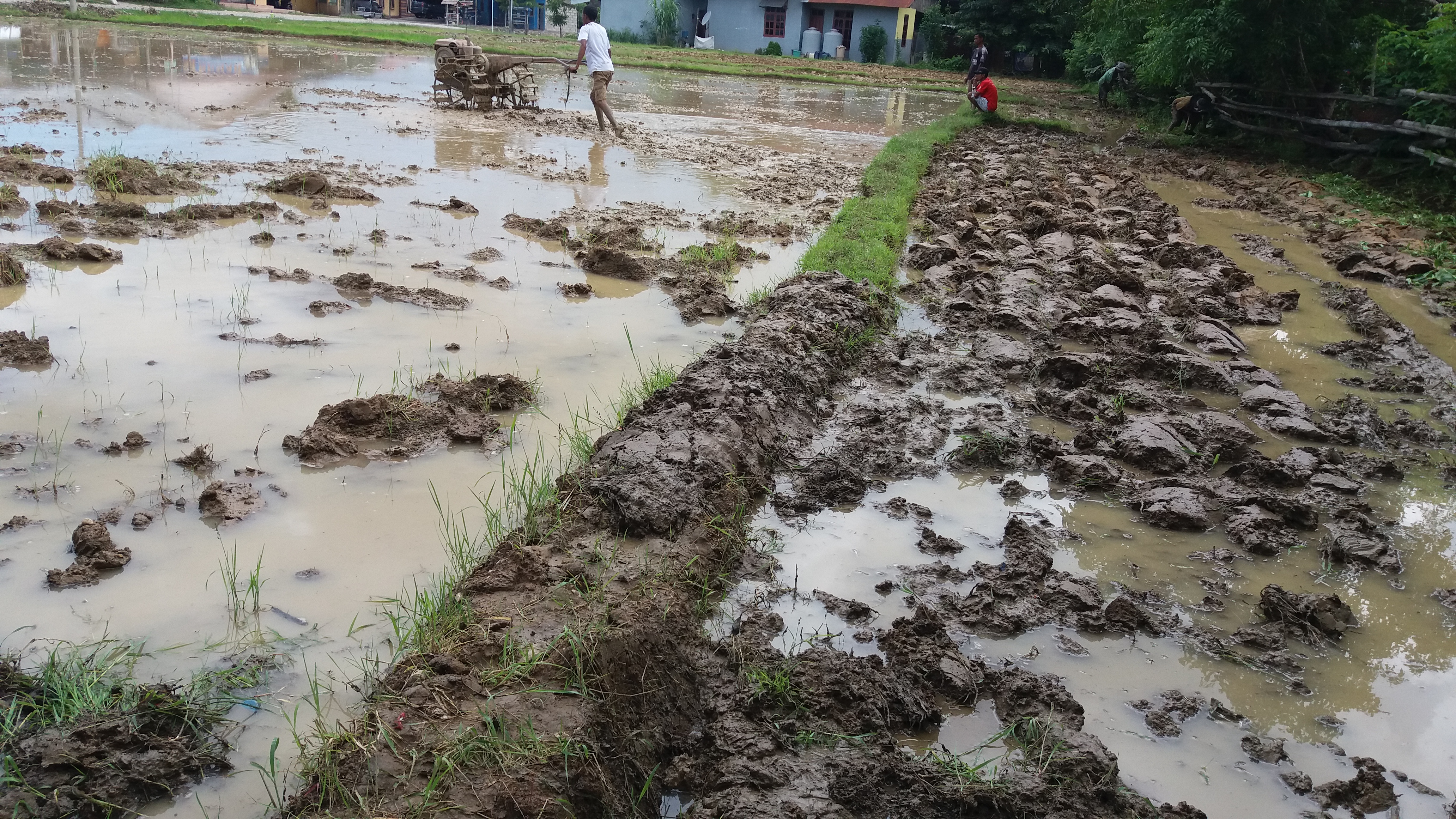 Petani Belu Terkendala Pupuk, Saat Musim Tanam