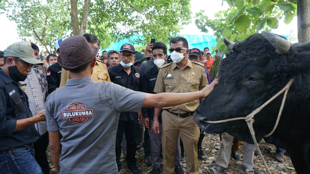 Andi Utta: Bulukumba kedepan penghasil daging sapi berkualitas