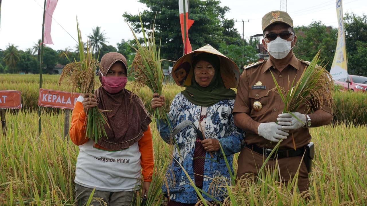 Andi Utta Hadiri panen raya, kelompok tani 7 Kanang-Kanang panen hasil  penggunaan Pupuk organik