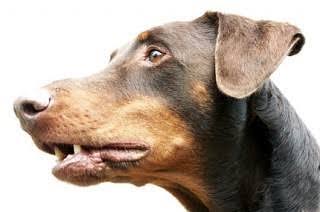 Diteror 3 Kepala Anjing Penuh Darah, Habib Bahar Lapor Polisi