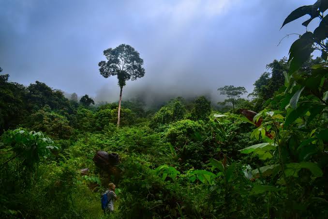 SK Menteri Siti: KLHK Ambil Alih Kelola 1,1 Juta Hektare Hutan di Jawa