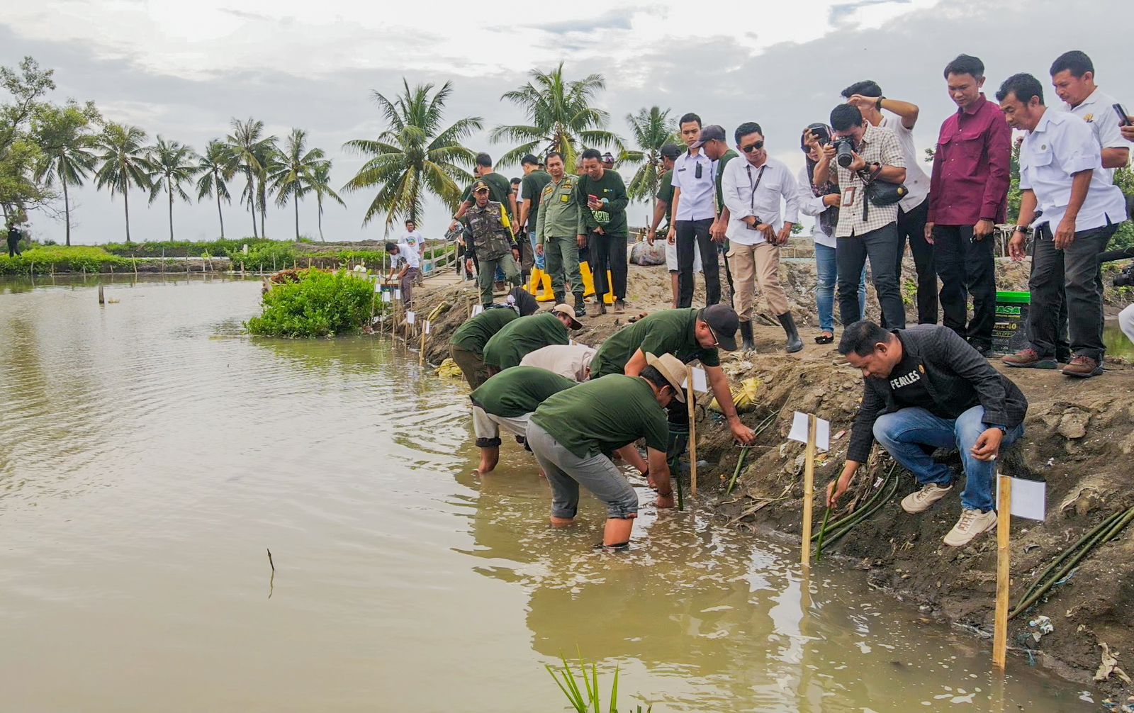 Aksi Nyata: Bupati Andi Utta Tanam 5.000 Mangrove di Hari Lingkungan Hidup Sedunia