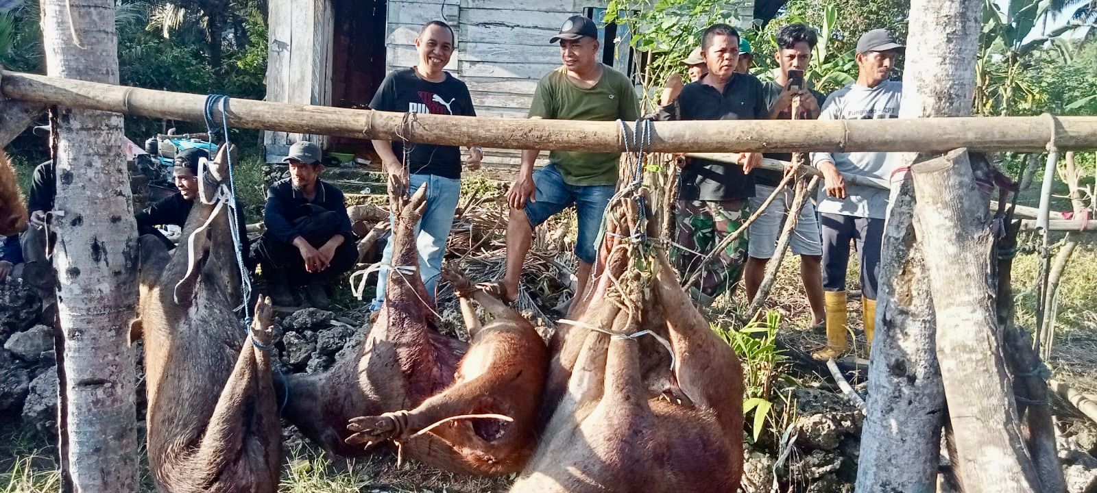 Pemda Bulukumba Melakukan Aksi Penyergapan, 49 Ekor Babi Dibasmi di Desa Karassing